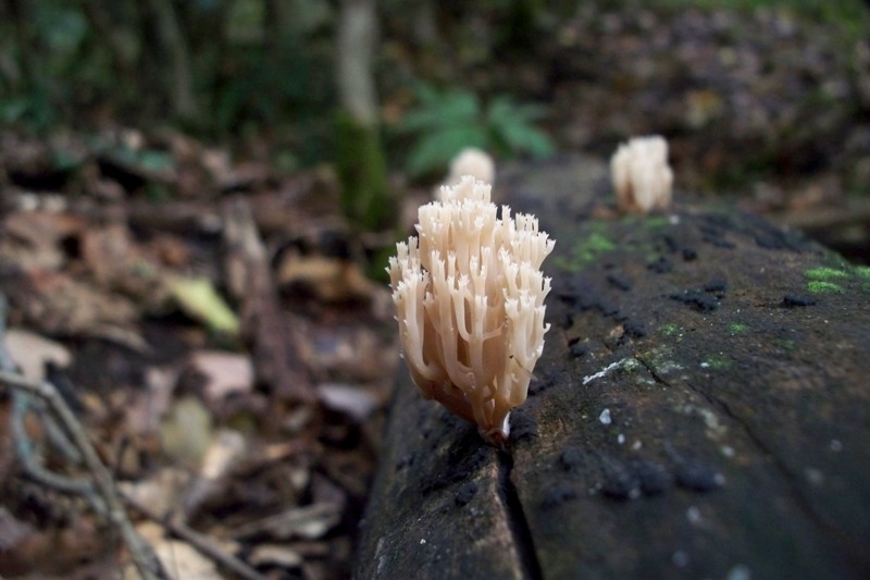 Artomyces pyxidatus (Pers.) Jlich 1982